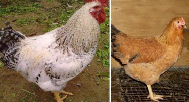 Vzácná avicolor kuřata: produktivita, vlastnosti a vlastnosti údržby